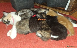 Mixed Breed cats for sale: Quarter persian fluffy kittens for sale - Image 5