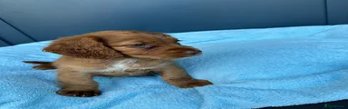 Cocker Spaniel 2