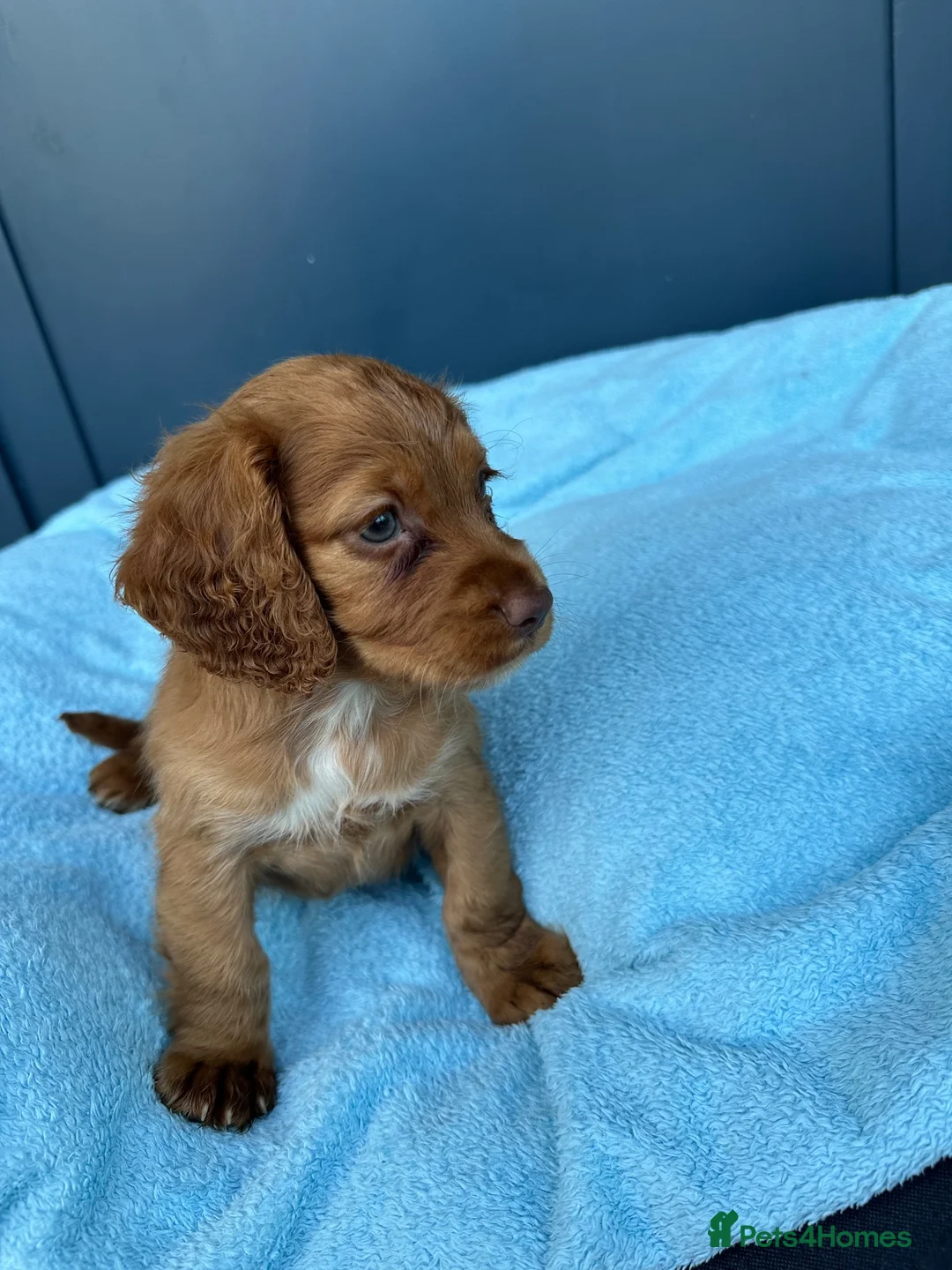 Cocker Spaniel dogs for sale: KC Registered Working Cocker Spaniel Puppies - Advert 9
