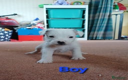 Parson Russell dogs for sale: **Parson Russell Terriers** - Image 1