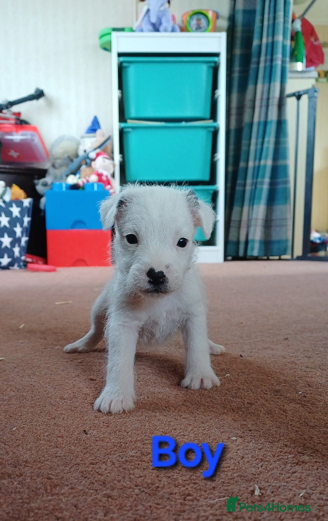 Parson Russell dogs for sale: **Parson Russell Terriers** - Image 1