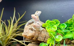 Bearded Dragon reptiles for sale: Citrus Red Hypo Trans Leatherback Bearded Dragons - Image 5