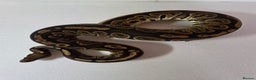 Snake reptiles for sale: Ball pythons  - Advert 2