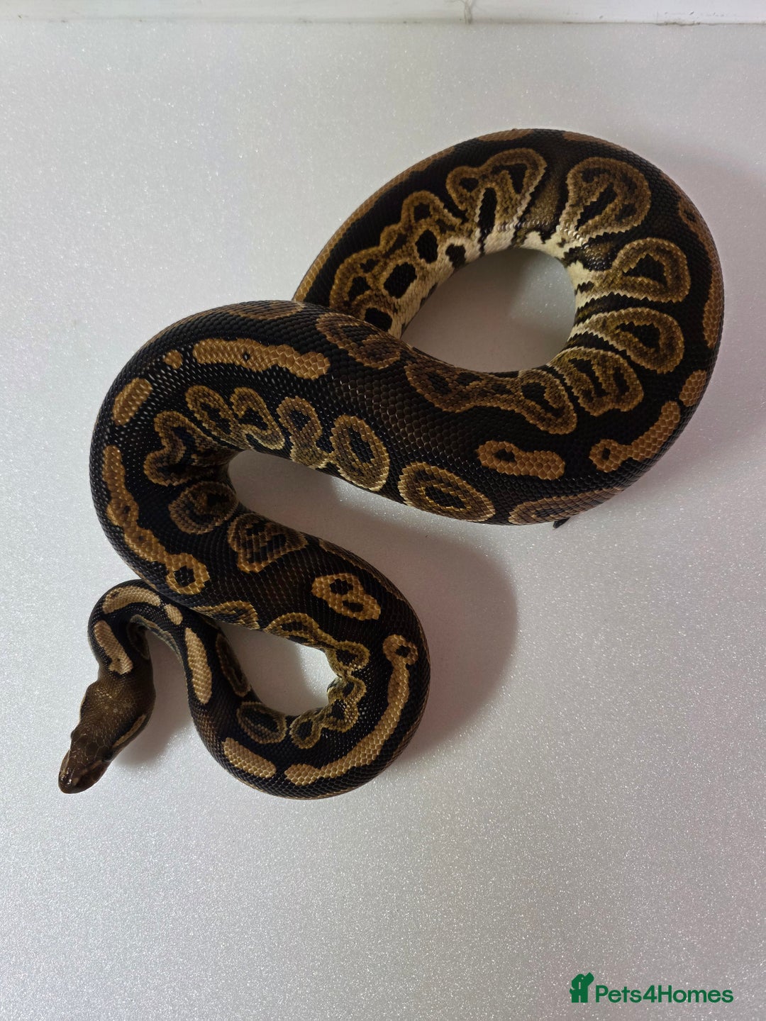 Snake reptiles for sale: Ball pythons  - Advert 2