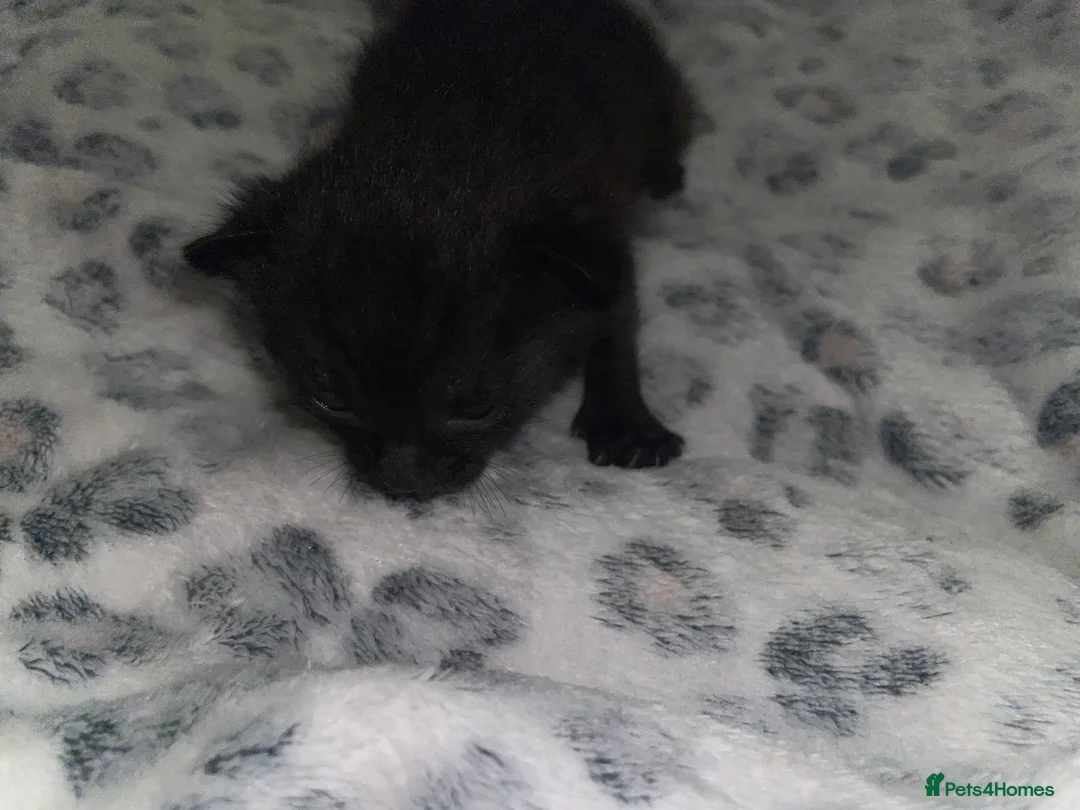 Mixed Breed cats for sale: Beautiful black kitten - Advert 26