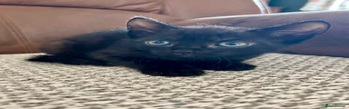 Mixed Breed 3 ( Mr Black) 