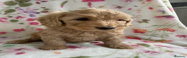 Cockapoo 5