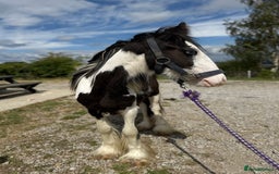 Irish Cob horses for sale: beautiful bingo 😍 - Image 3