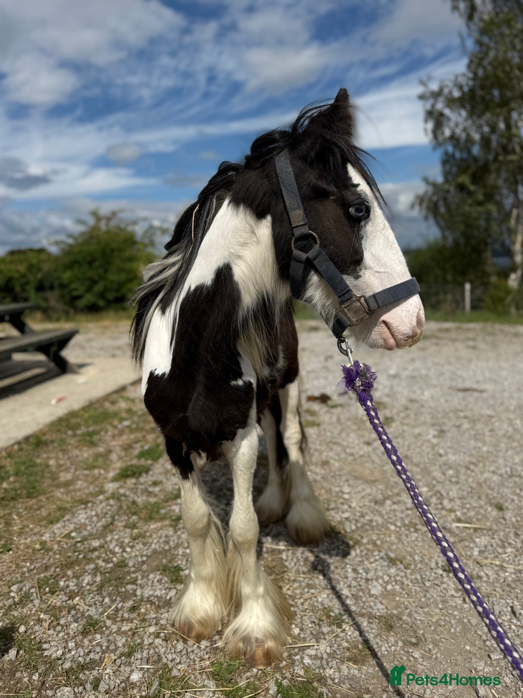 Irish Cob horses for sale: beautiful bingo 😍 - Image 3