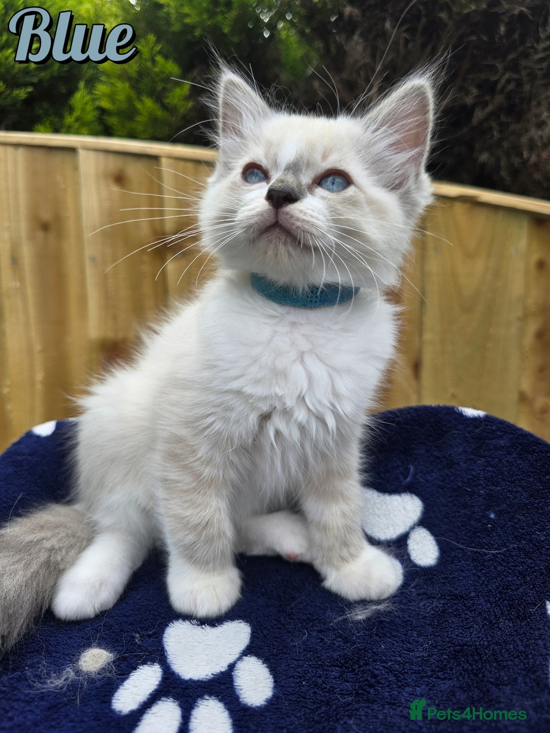 Ragdoll cats for sale: 🤍 STUNNING GCCF REGISTERED RAGDOLL KITTENS 🤍🤍 - Image 6