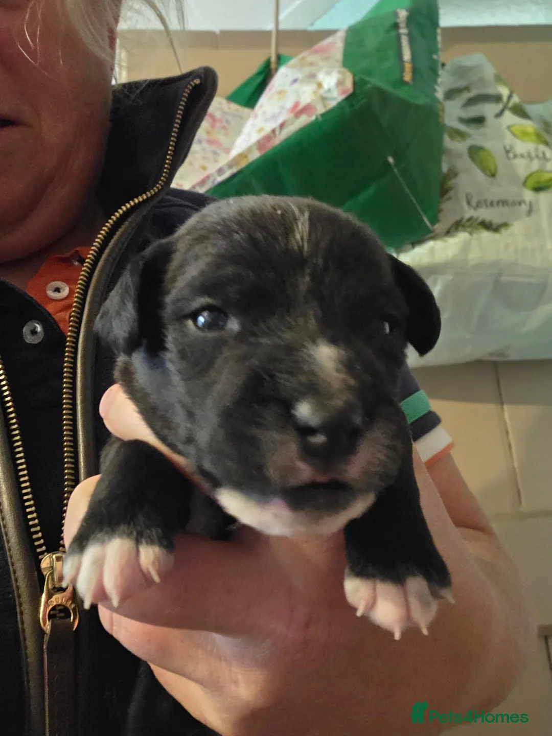 Patterdale Terrier dogs for sale: Patterdale terrier pups in York - Advert 2