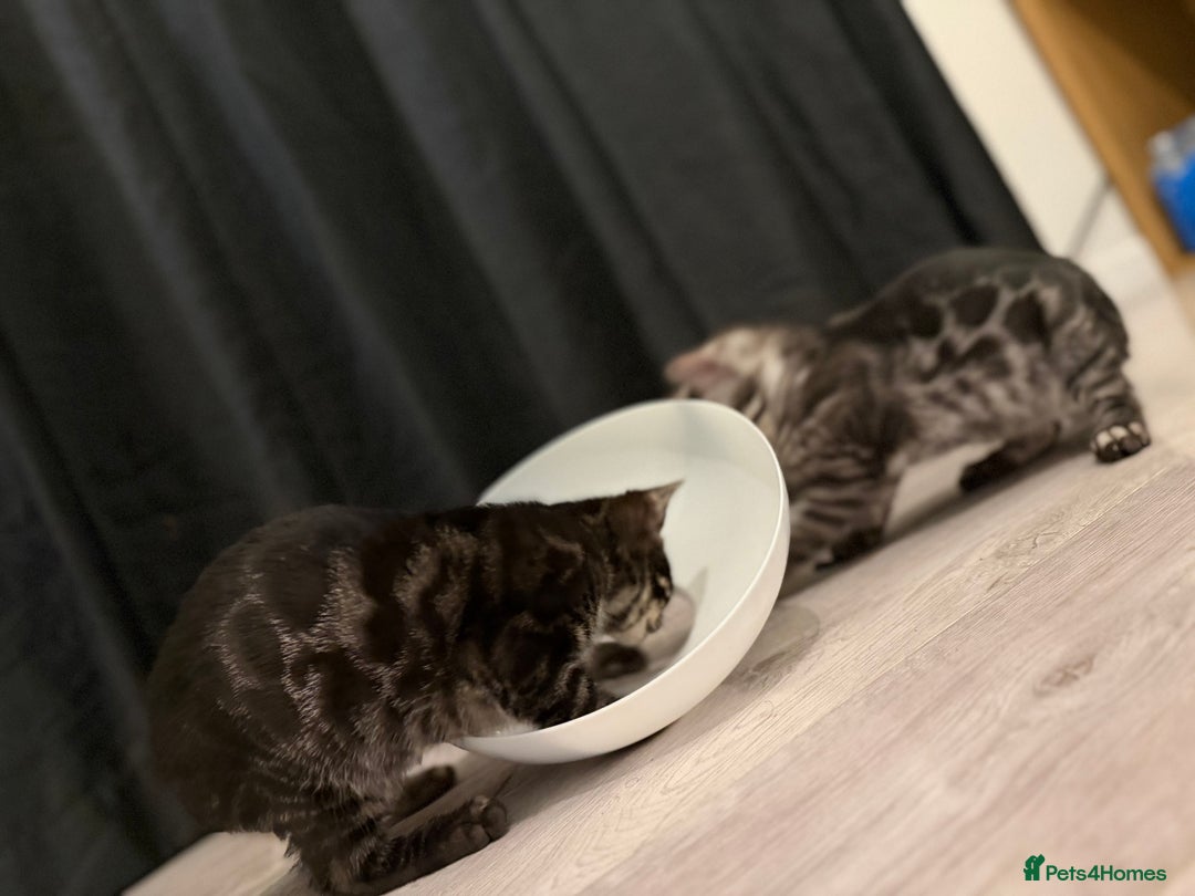 Bengal cats for sale: TICA registered pedigree Bengal Kittens - Advert 28