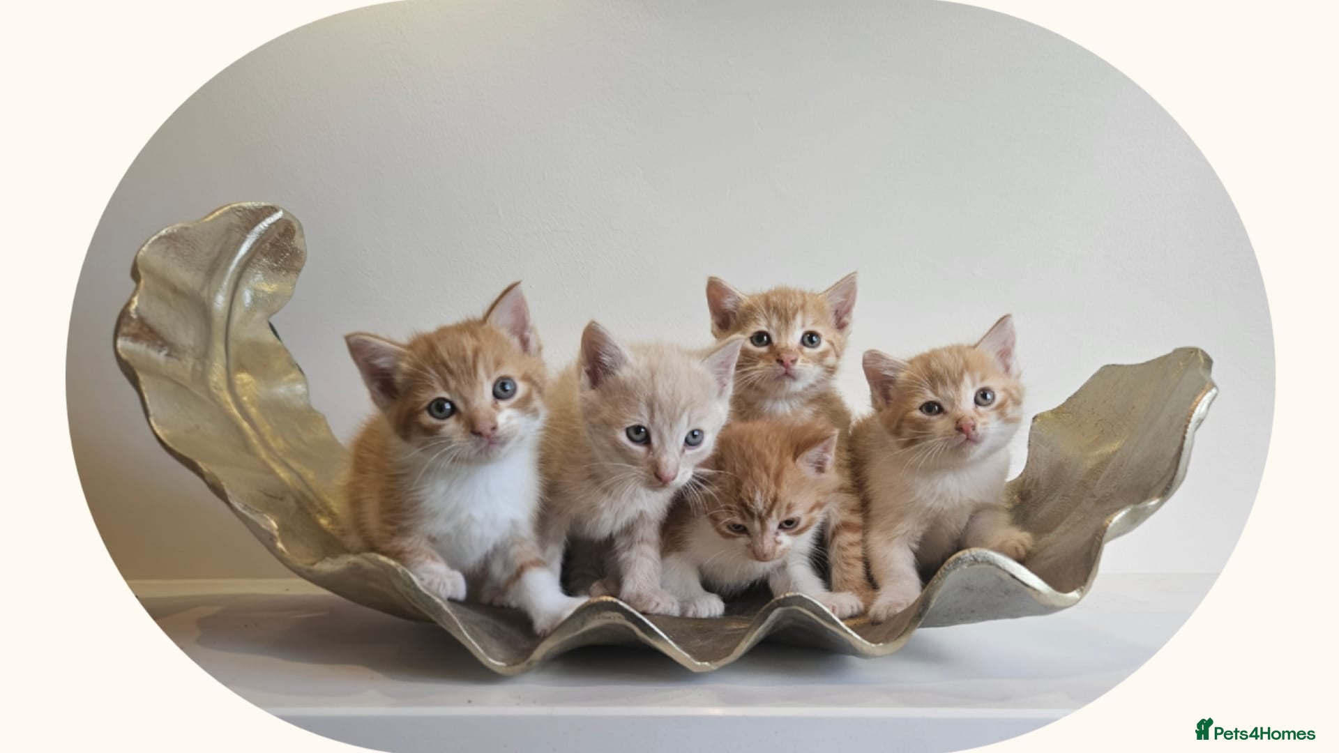 Mixed Breed cats for sale: Kittens  - Advert 2