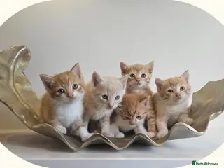 Mixed Breed cats Kittens - Advert 1