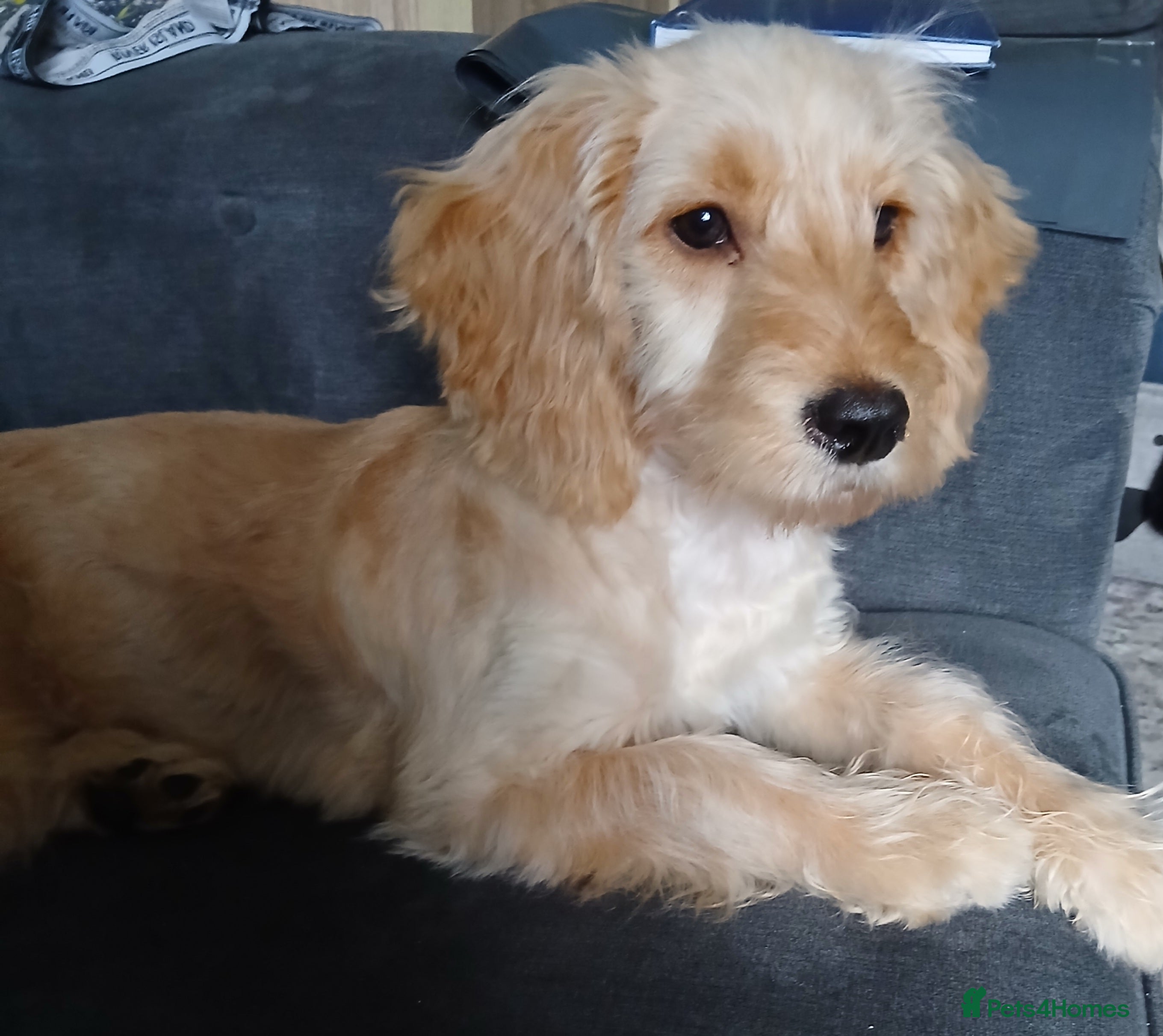 Cockapoo dogs Male cockapoo in Stoke-on-Trent - Advert 13