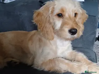 Cockapoo dogs Male cockapoo in Stoke-on-Trent - Advert 13