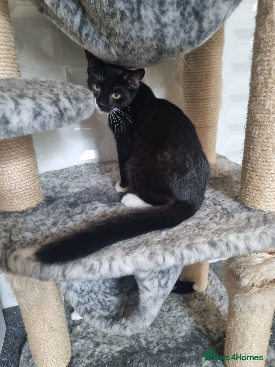 Mixed Breed cats for sale: Kittens for sale  - Image 8