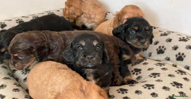 Cocker Spaniel dogs - Advert 12