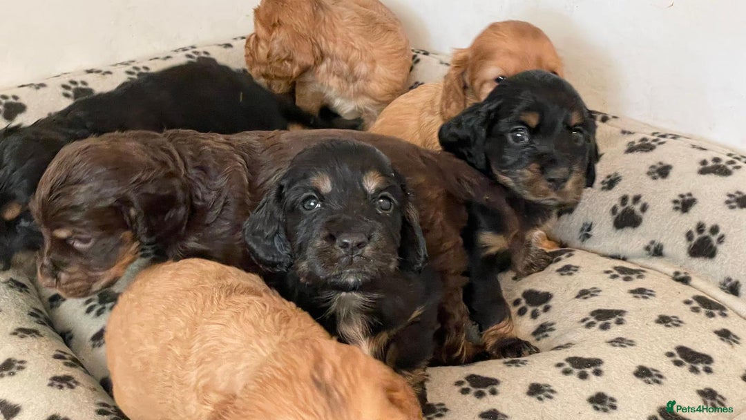 Cocker Spaniel dogs for sale: Cocker spaniel puppies-show type - Image 3