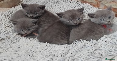 British Shorthair cats - Advert 11