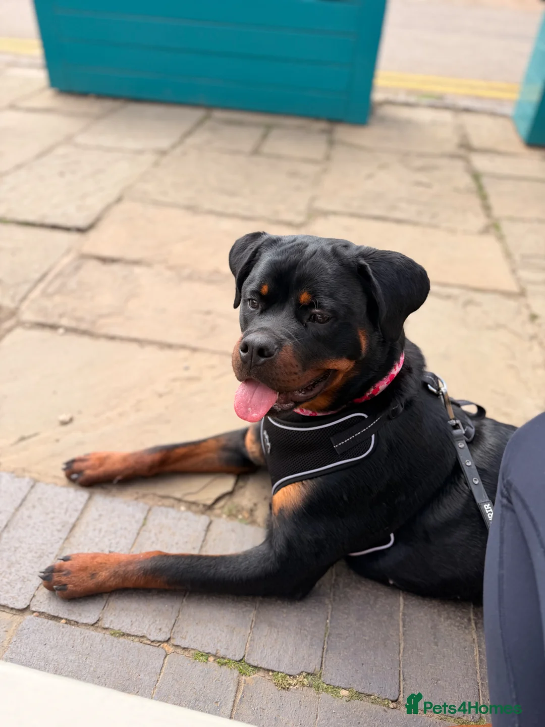 Rottweiler dogs for sale: 10 month old female Rottweiler in Longfield - Advert 2