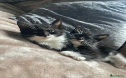 Mixed Breed cats for sale: Kittens for sale - Image 6