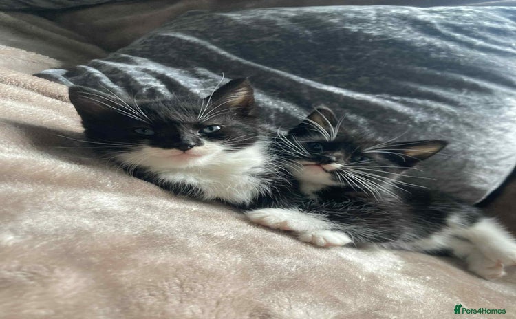 Mixed Breed cats - Advert 32