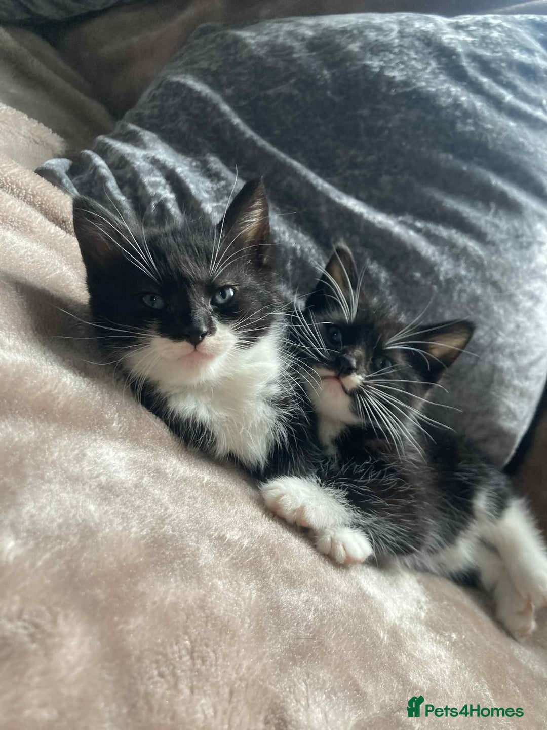 Mixed Breed cats for sale: Kittens for sale - Image 6
