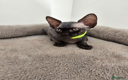 Sphynx cats for sale: TICA registered Canadian sphynx  - Image 11