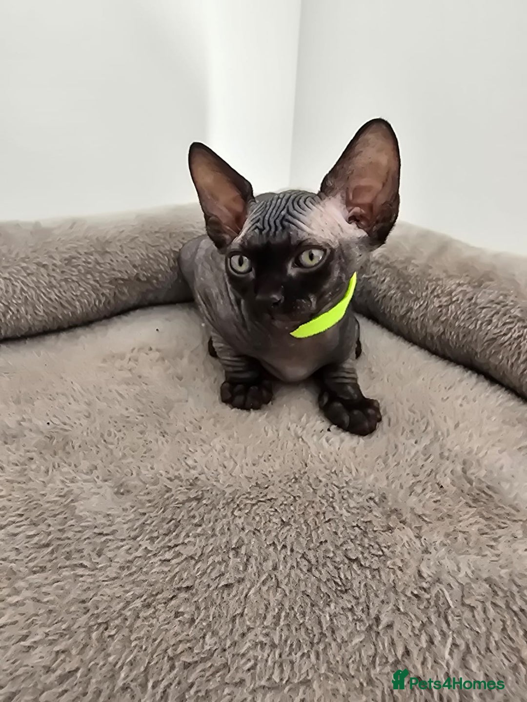 Sphynx cats for sale: TICA registered Canadian sphynx  - Image 11