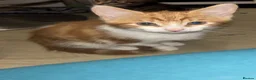 Mixed Breed cats for sale: 12 beautiful kittens for sale - Advert 15