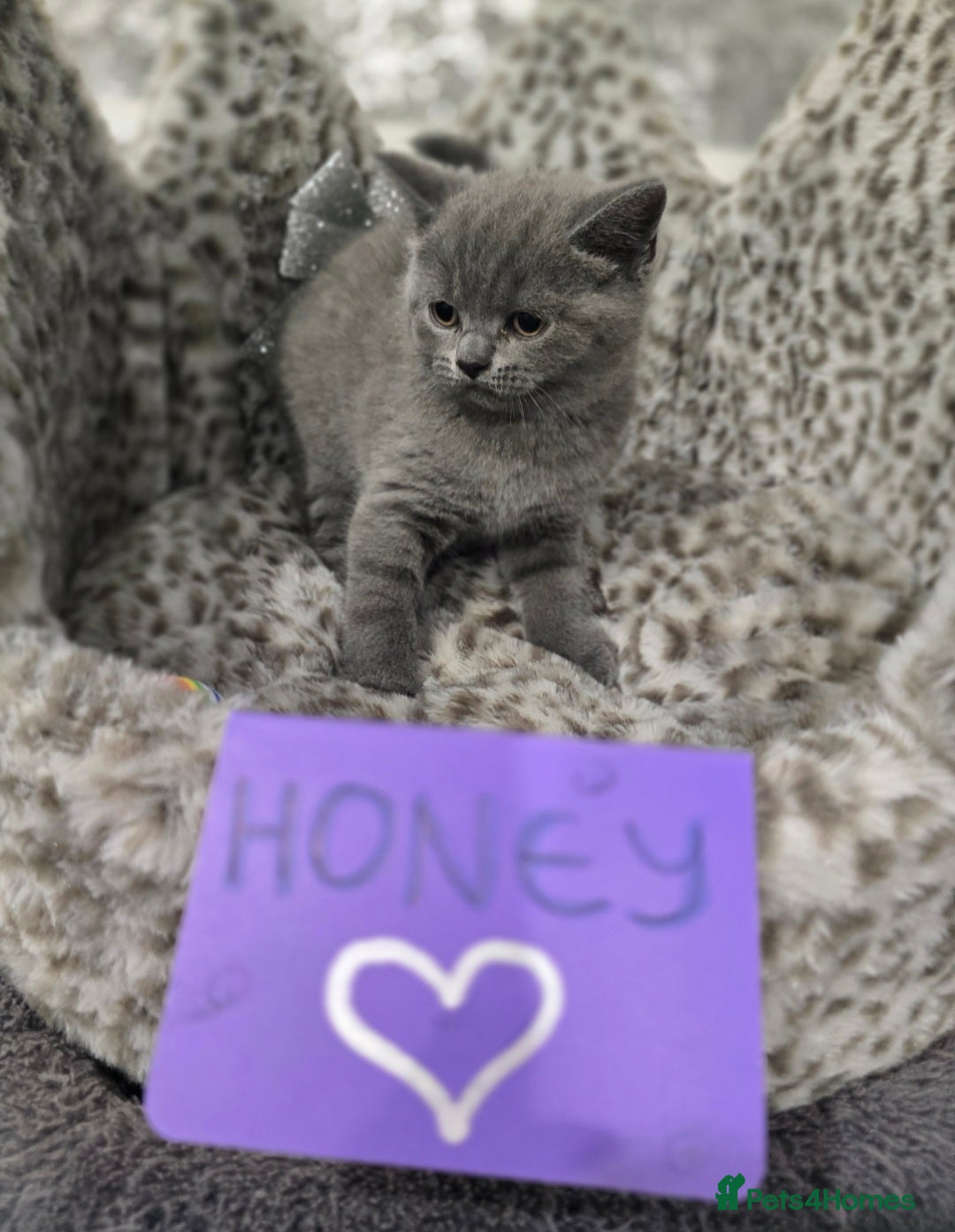 British Shorthair cats for sale: 🩷💜Beautiful British shorthair kittens 💜🩷 - Advert 32