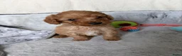 Cockapoo dogs for sale: 🐾BEAUTIFUL F1 COCKERPOOS REGISTERED BREEDER 🐾 - Advert 9
