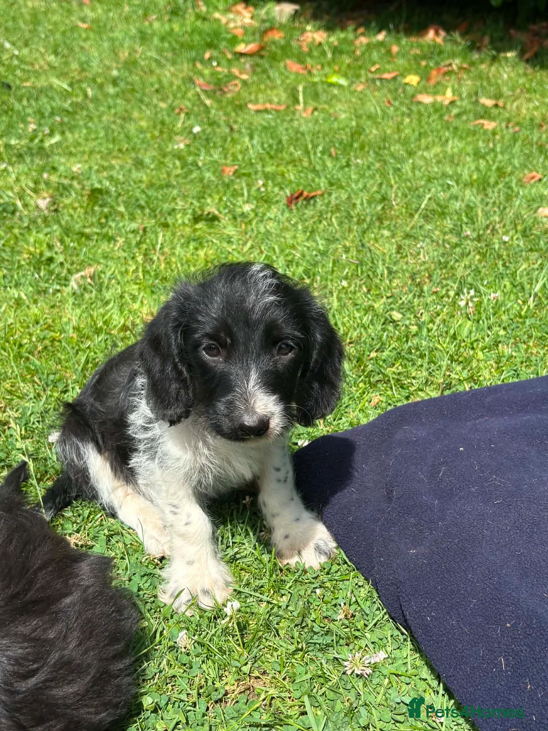 Doxiepoo dogs for sale: 3 doxiepoo pups  in Pontyclun - Advert 4