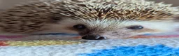Pygmy Hedgehog rodents for sale: Celine is looking for a 5*Home - Advert 6