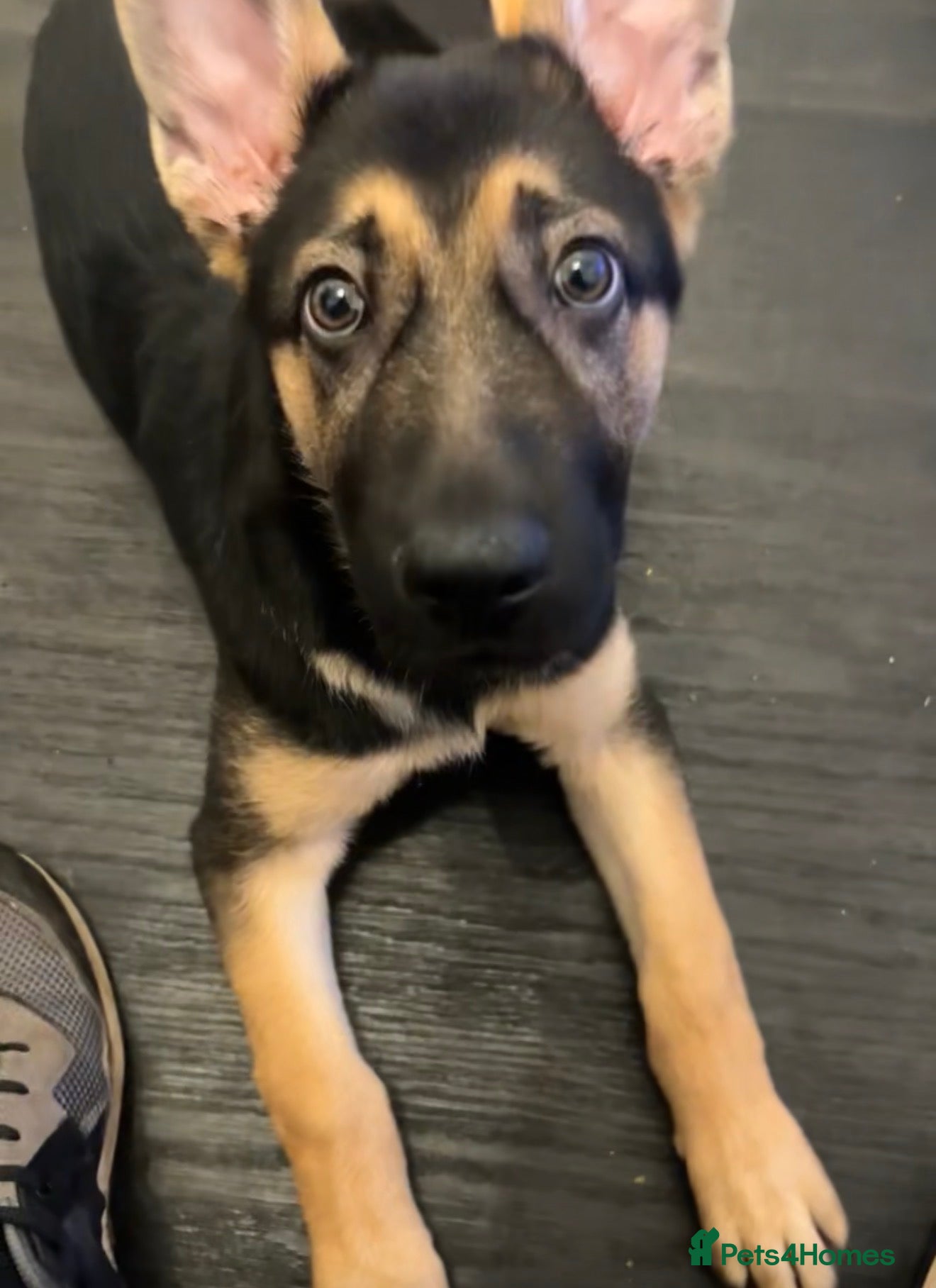 German Shepherd dogs Purebred German shepherd  - Advert 2