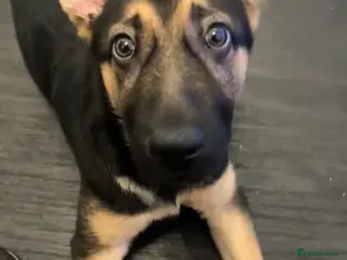 German Shepherd dogs Purebred German shepherd - Advert 1