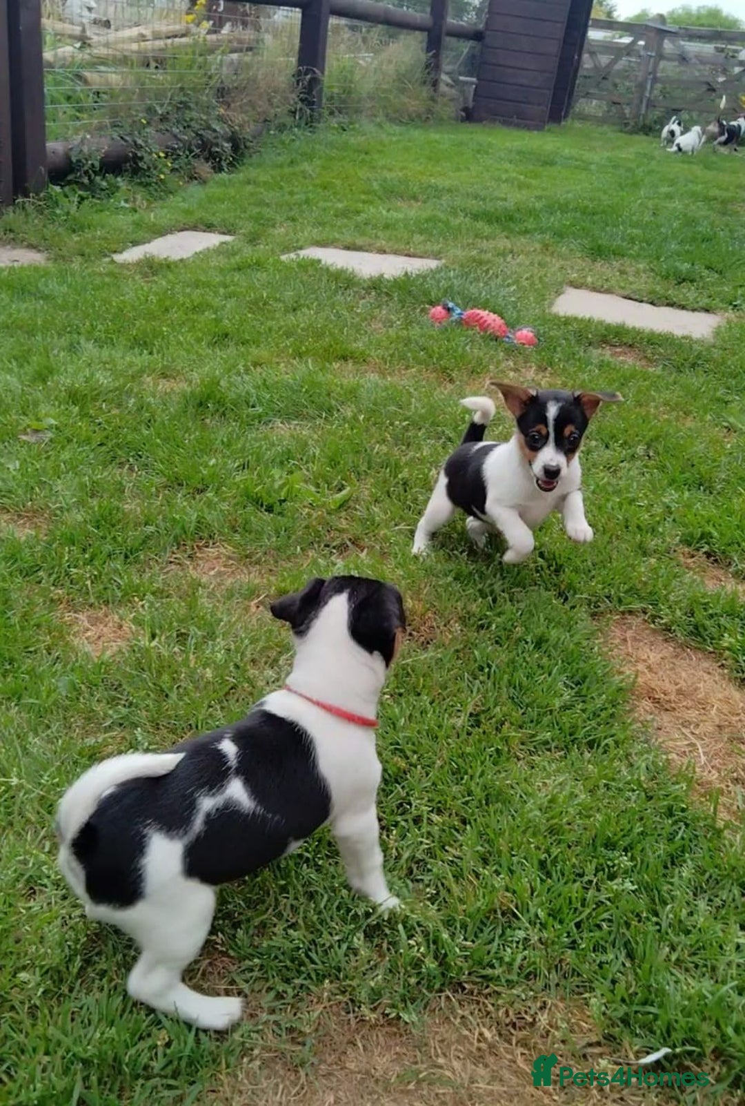 Jack Russell dogs for sale: Jack Russell pups for sale - Image 5