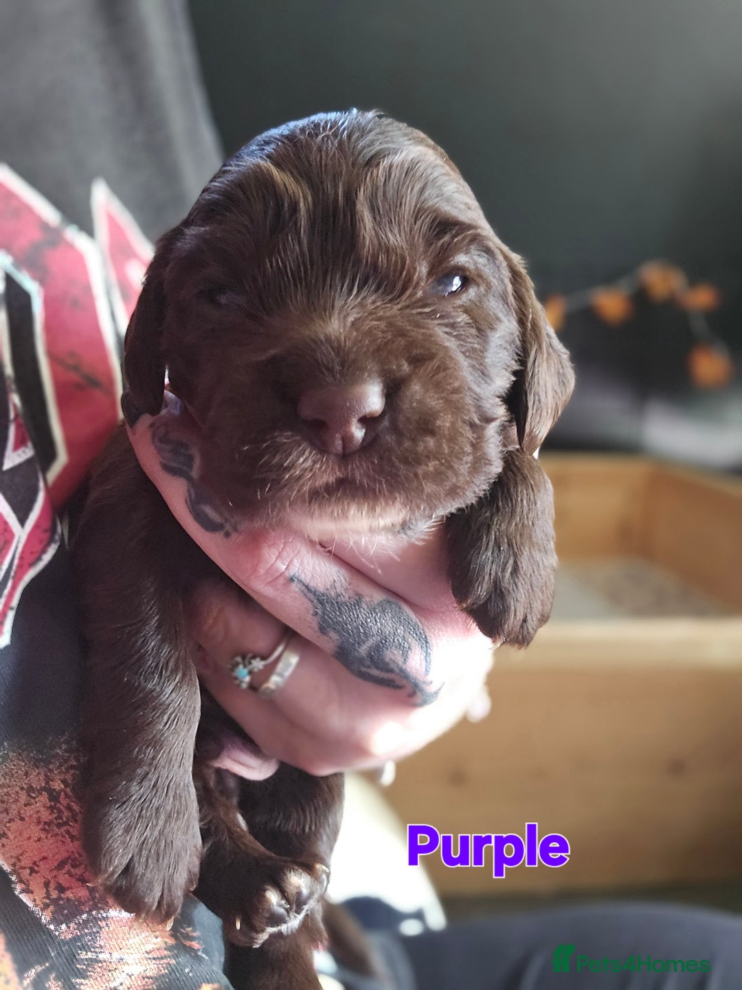Cocker Spaniel dogs for sale: Cocker spaniel puppies - Image 5
