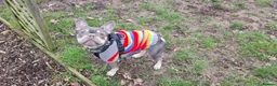 French Bulldog dogs for adoption: Mash  - Advert 3