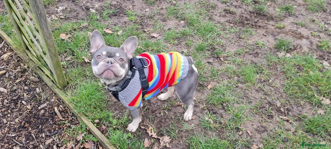 French Bulldog dogs for adoption: Mash  - Advert 3