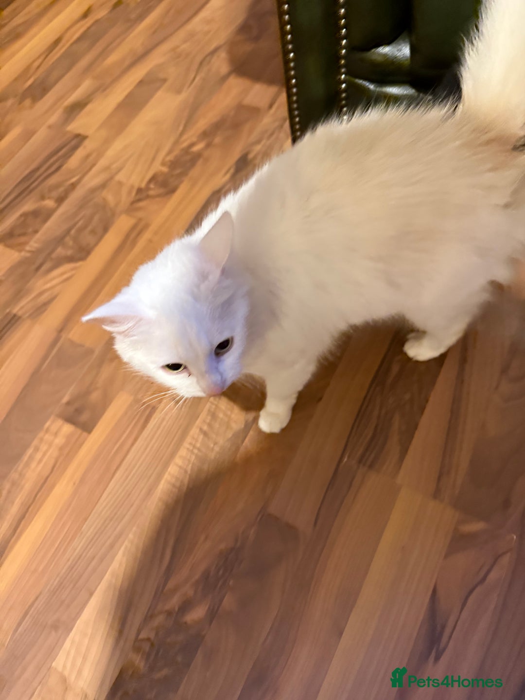 British Longhair cats for sale: 8 Year old British Longhair Domestic Cat for sale - Advert 4
