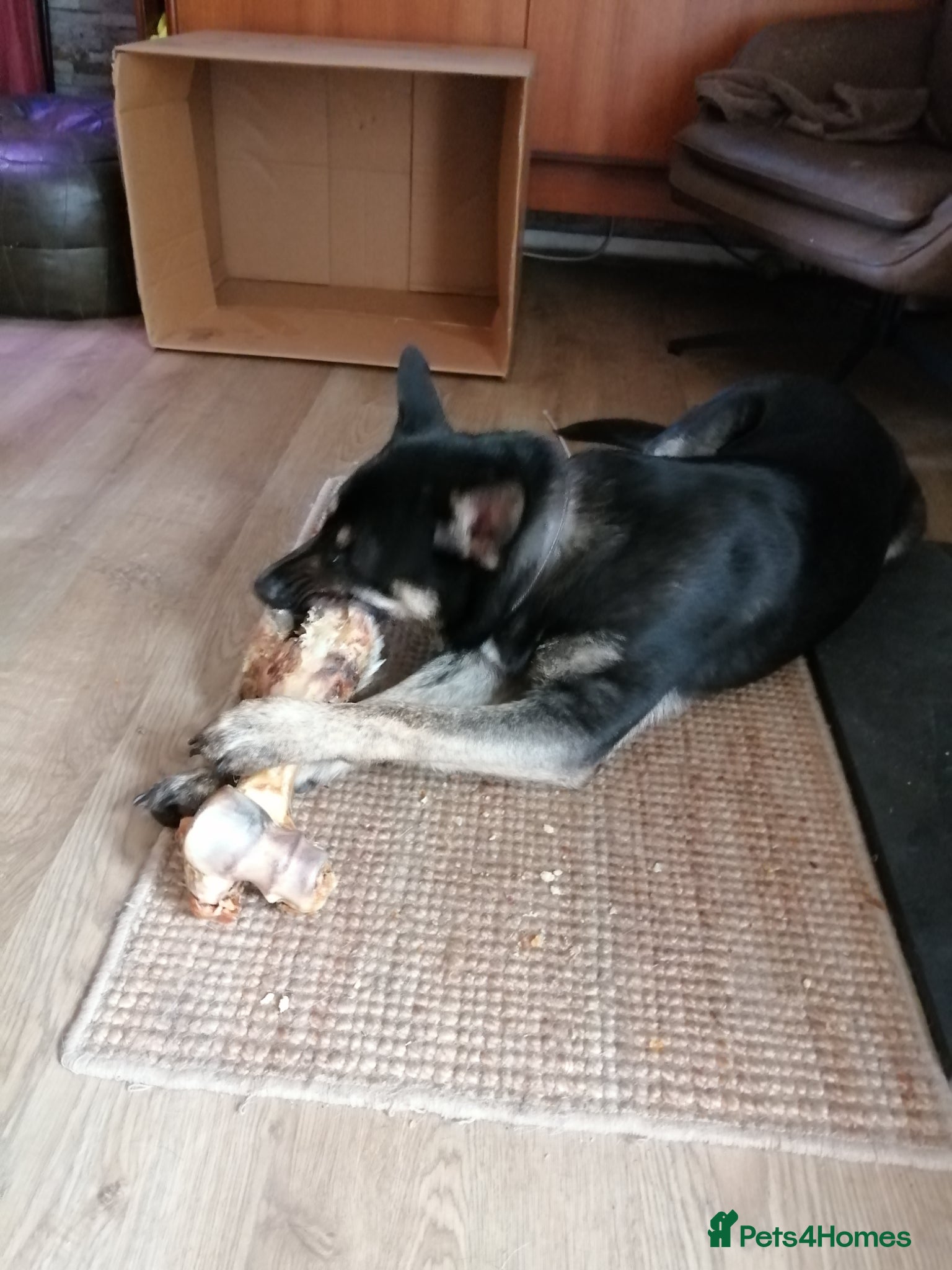 Mixed Breed dogs 8 month old husky cross - Advert 10