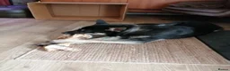 Mixed Breed dogs for sale: 8 month old husky cross in Skelmersdale - Advert 1