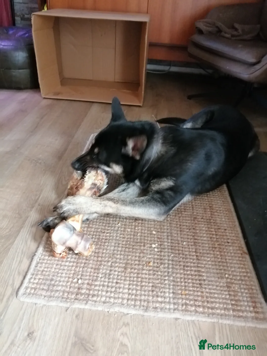 Mixed Breed dogs for sale: 8 month old husky cross in Skelmersdale - Advert 1