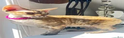 Devon Rex cats for sale: ❤️ OUR LAST GIRL FROM OUR SPRING LITTER  - Advert 7