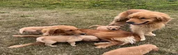 Golden Retriever dogs for sale: Beautiful KC Golden Retriever Puppies  - Advert 5