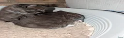 Mixed Breed cats for sale: Maine coon X kittens for sale.. - Advert 8