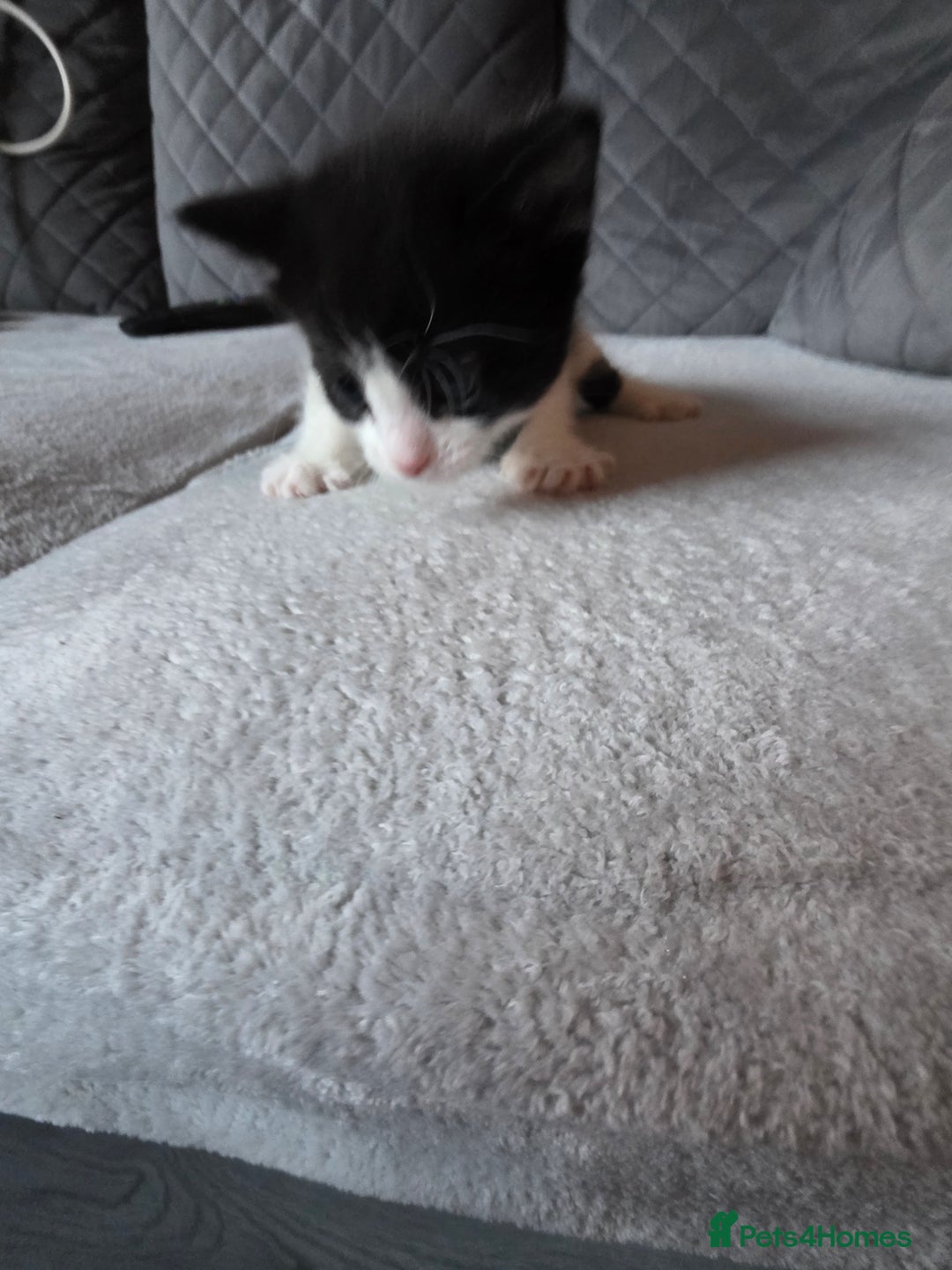 British Shorthair cats for sale: Beautiful  - Advert 5