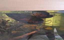 Cichlids fish for sale: Oscars/cichlids - Image 7
